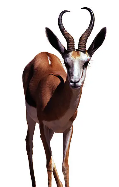 A Springbok gazelle, isolated on a white background