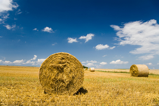 A tractor is towing a merger on a cut alfalfa (hay) field. The merger brings mowed rows together into a windrow for chopping or baling.