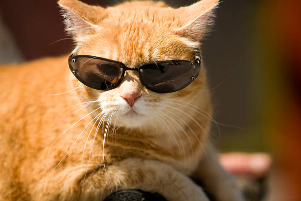 14,000+ Cool Cat Stock Photos, Pictures & Royalty-Free Images