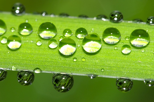 Water droplets on the green leaf. Watering plants concept.