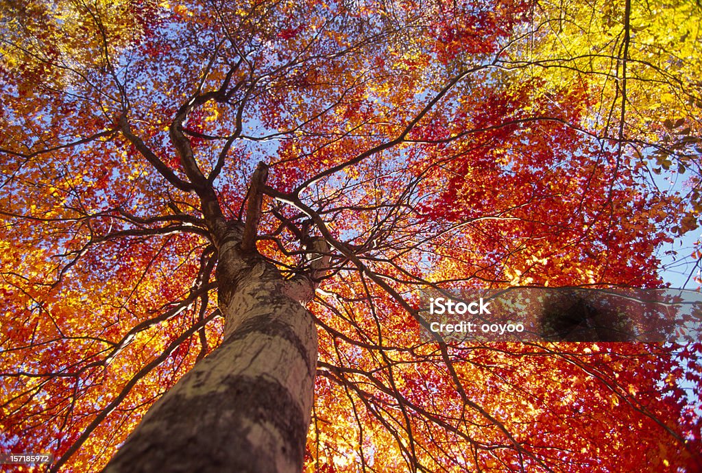 Arbres de l'automne - Photo de Abstrait libre de droits