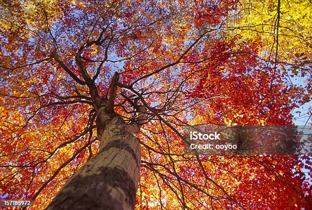 Photo libre de droit de Arbres De Lautomne banque d'images et plus d'images libres de droit de Abstrait - Abstrait, Arbre, Automne