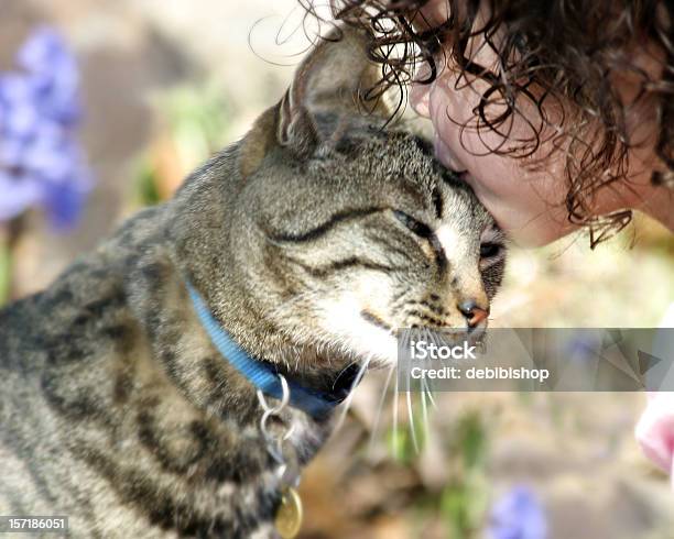 Gato Menina Beijar - Fotografias de stock e mais imagens de Gato domesticado - Gato domesticado, Coleira, Face Humana