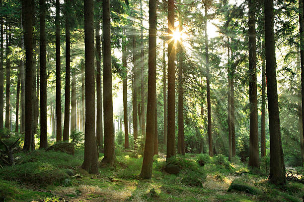 Sunbeams romper a través de un bosque Natural de Spruce Tree at Sunrise - foto de stock