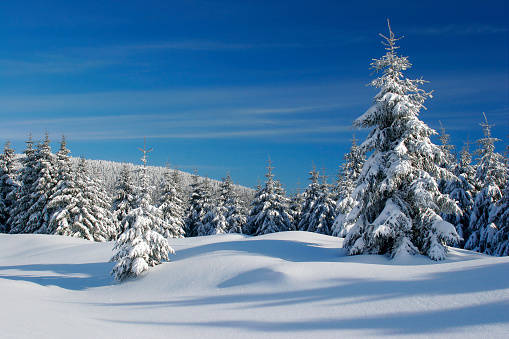 Spruce Tree Forest Covered by Snow in Winter Landscape