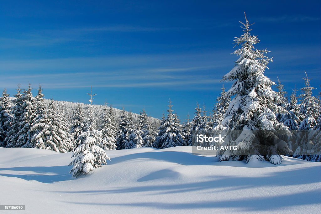 Espruce floresta coberta de neve no inverno paisagem - Foto de stock de Neve royalty-free