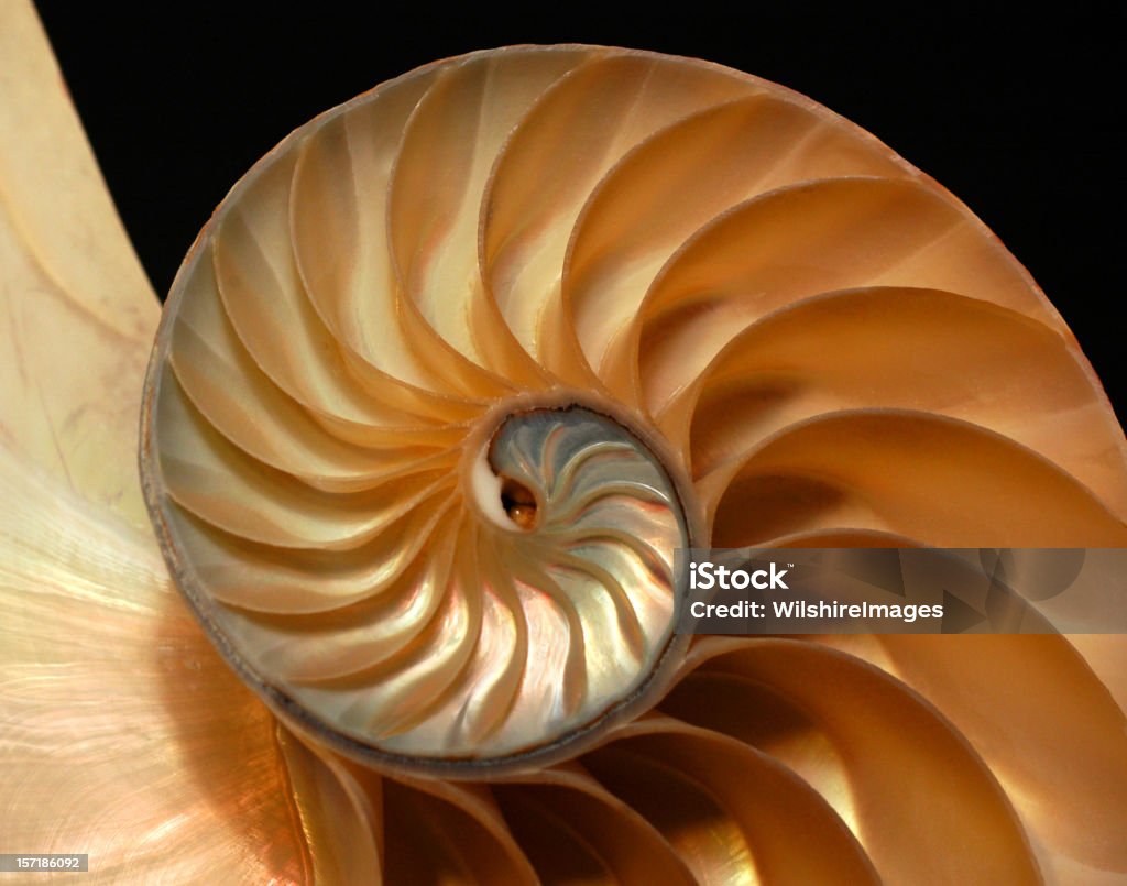 Náutilo Shell secção transversal - Royalty-free Natureza Foto de stock