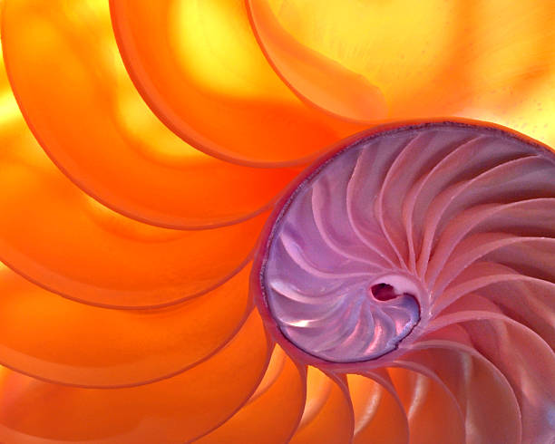 Colorful Illuminated Translucent Nautilus Shell with Spiral Pattern  spiral photos stock pictures, royalty-free photos & images