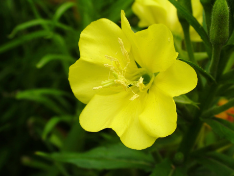 Chelidonium majus, the greater celandine flower