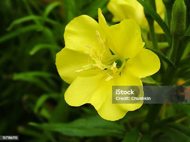 Onagra - Fotografias de stock e mais imagens de Onagra - Onagra, Primavera - Prímula, Amarelo