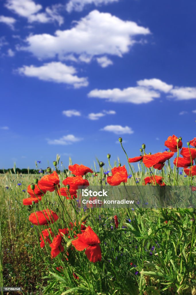 Grünen Feld-Landschaft - Lizenzfrei Agrarbetrieb Stock-Foto