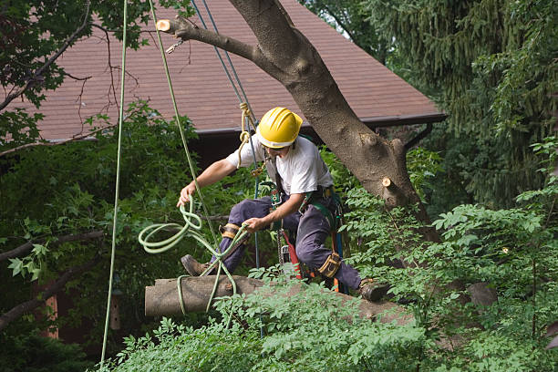 Taking Down the Cherry Tree Professional tree remover. absence stock pictures, royalty-free photos & images