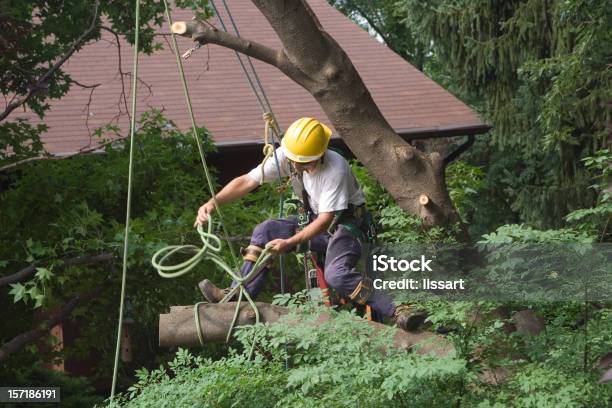 Tomar Para Baixo A Árvore De Cereja - Fotografias de stock e mais imagens de Árvore - Árvore, Remover, Perícia