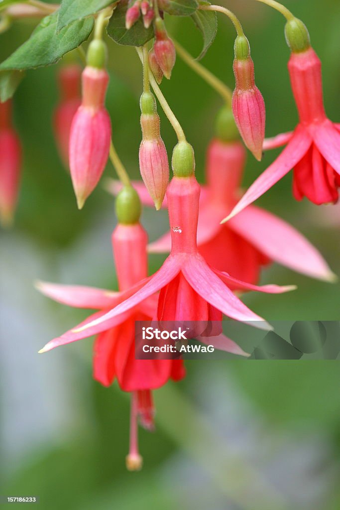 Fuchsias. - Photo de Adulation libre de droits