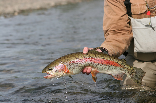 Man holding cutthroat trout prior to releasing it ,selective focus on background.