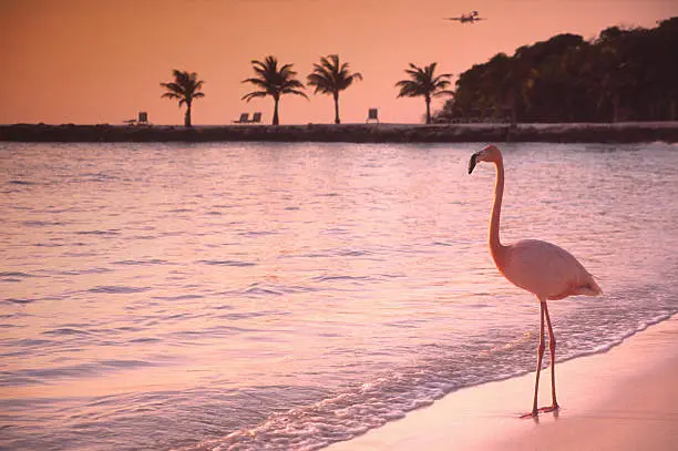 Lonely Flamingo on a solitary beach  on the island of Aruba in the southern Carribean