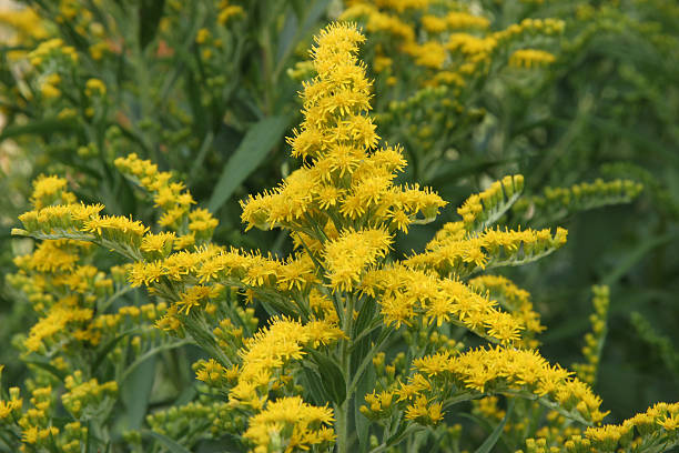 solidago solidago - goldenrod photos et images de collection