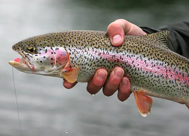 A Rainbow Trout caught (and released) in Alaska.