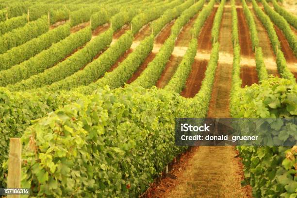 Filas De Vineyard Grapevines Siguientes Ondulantes Colinas Contornos Foto de stock y más banco de imágenes de Valle de Willamette