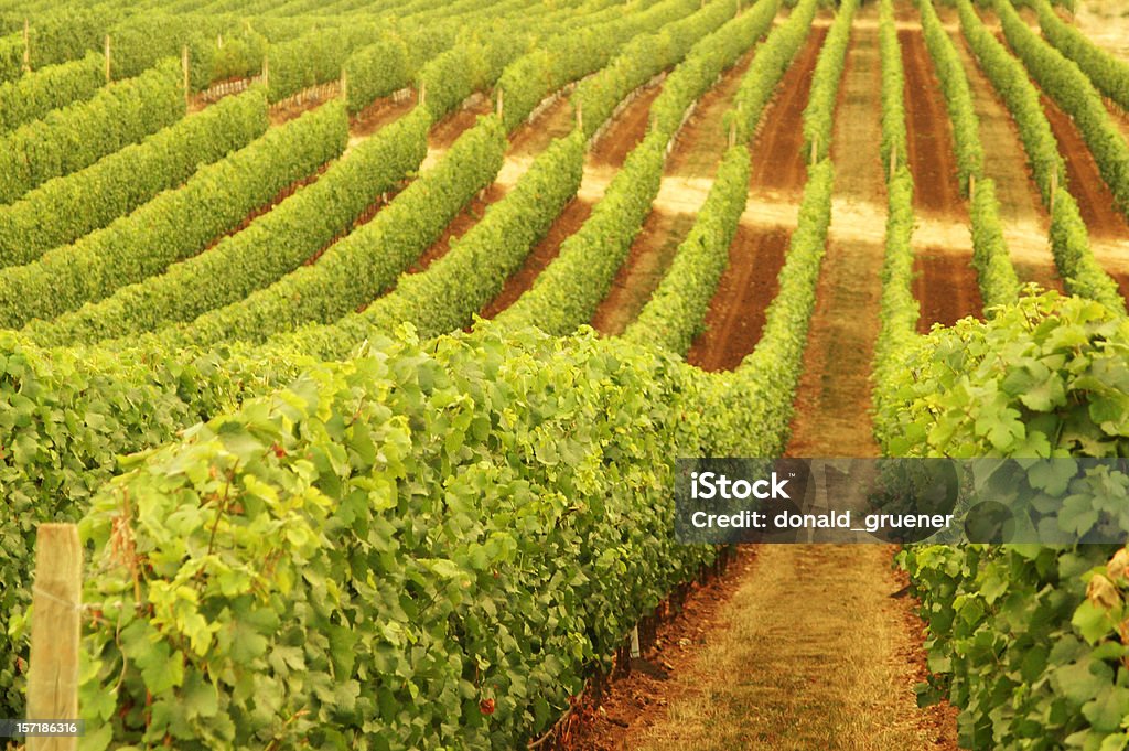 Ряды Виноградник Grapevines после Rolling контуры и видом на холмы - Стоковые фото Долина Вилламетт роялти-фри