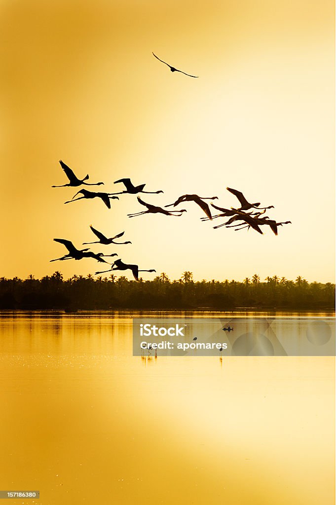 Flying flamingos in a Tropical wildlife reserve A flock of tropical flamingos, early in the morning, flying on a coastal lagoon  Flamingo Stock Photo