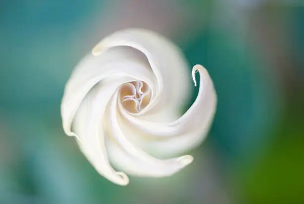 Photo of A moon flower blossom with a blurry background