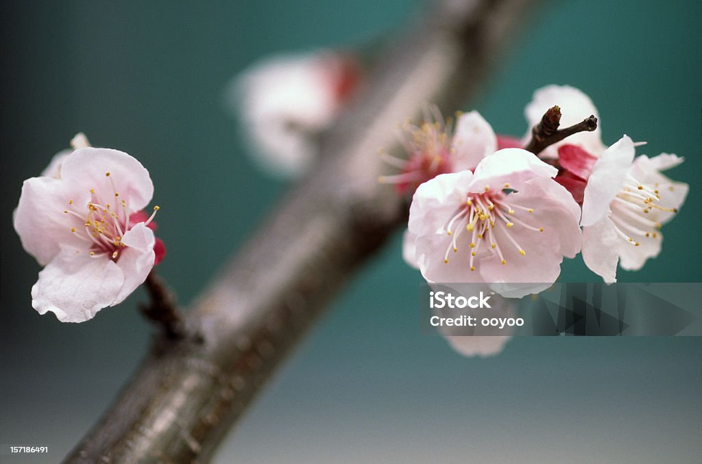 Flores de ameixa - Foto de stock de Botão - Estágio de flora royalty-free