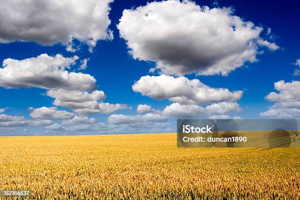 Campo Di Grano Dorato - Fotografie stock e altre immagini di Agricoltura - Agricoltura, Agricoltura biologica, Ambientazione esterna