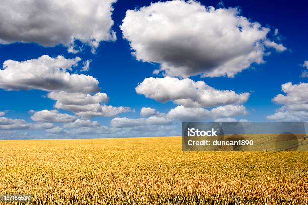 골든 위트 필드 곡초류에 대한 스톡 사진 및 기타 이미지 - 곡초류, 구름, 구름 풍경