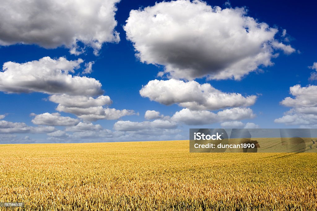 Campo de trigo dourado - Royalty-free Agricultura Foto de stock