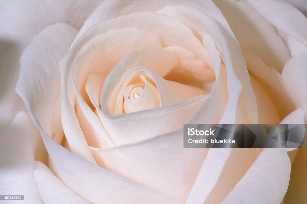 Pink Rose - Lizenzfrei Rose Stock-Foto