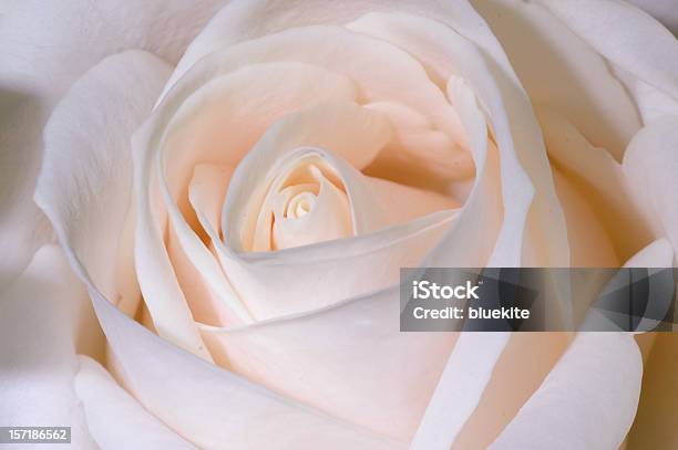 Pink Rose Stockfoto und mehr Bilder von Rose - Rose, Blume, Rosa