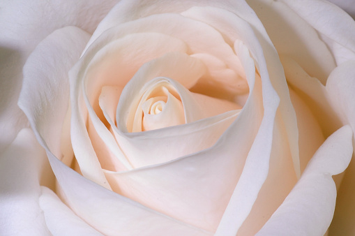 Close-up photo of a cute pink colored rose frontal. Rose blossom, flower head from above