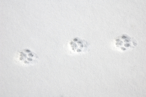 This is an Image of cute paw prints on fresh snow.