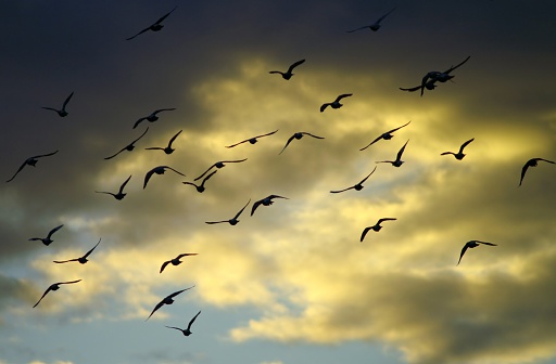 Silhouette image of gannets in flight at sunset, Muriwai Gannet Colony, Auckland.