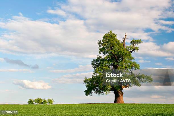Mächtigen Eiche Im Frühling Stockfoto und mehr Bilder von Agrarbetrieb - Agrarbetrieb, Baum, Blau