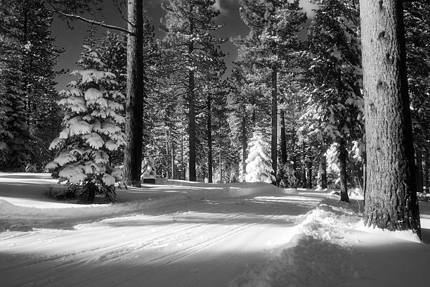 冬の森 - landscaped landscape winter usa ストックフォトと画像
