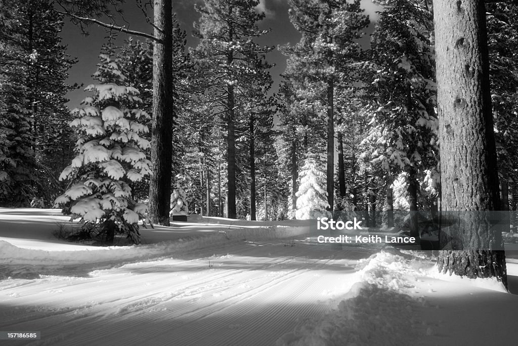 Winter Forest Stock Photo - Download Image Now - Ansel Adams, Snow, Black  And White - iStock