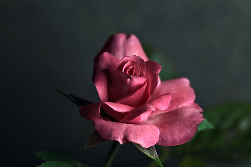 Pink  miniature rose in bloom seen up close