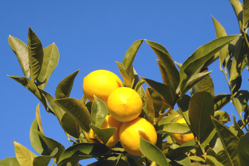 Organic lemon trees covered with ripe fruit ready to harvest in an orchard, Alicante Province, Spain