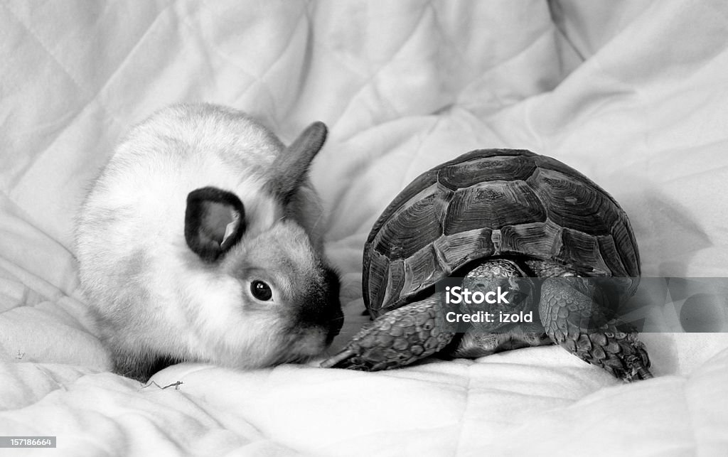 Żółw lądowy i króliki - Zbiór zdjęć royalty-free (Aesop)