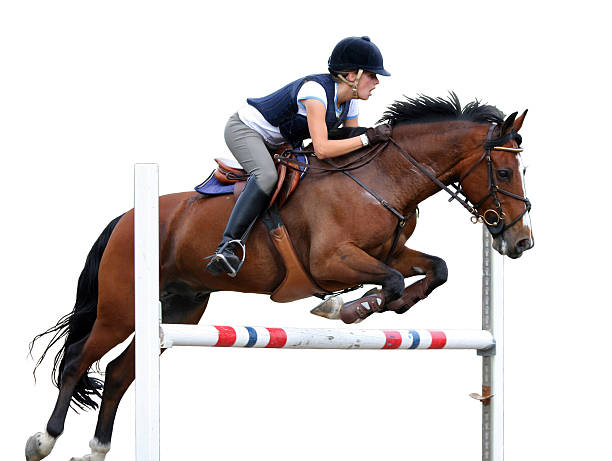 jump. young rider saltos hípicos aislado en blanco, noruega - caballo saltando fotografías e imágenes de stock