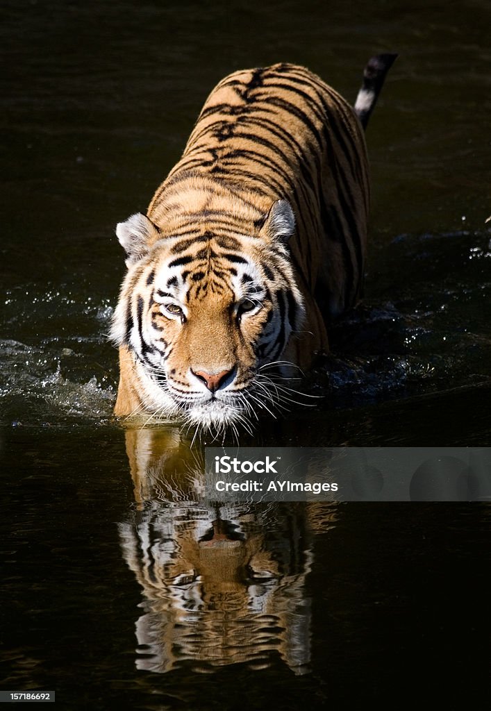 Tigre siberiano - Foto de stock de Tigre libre de derechos