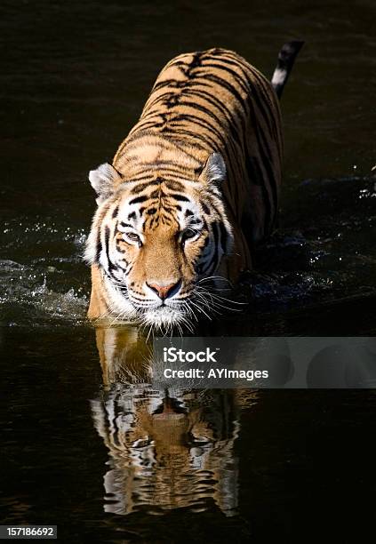 Tigre Siberiano Foto de stock y más banco de imágenes de Tigre - Tigre, Felino salvaje, Andar
