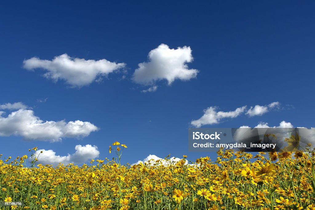 Jaune et fleurs sauvages Prairie paysage constellé de nuages dans le ciel bleu - Photo de Nouveau-Mexique libre de droits