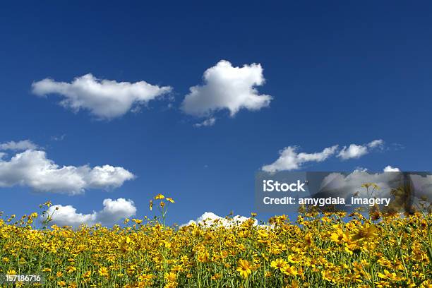 Photo libre de droit de Jaune Et Fleurs Sauvages Prairie Paysage Constellé De Nuages Dans Le Ciel Bleu banque d'images et plus d'images libres de droit de Nouveau-Mexique