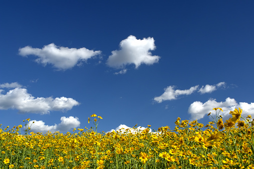 Beautiful meadow field with fresh grass and yellow flowers in nature against a blurry blue sky with clouds. Spring natural landscape in Germany