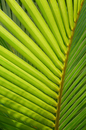 Palm leaf shadow on a green background. Olive color stylish flat lay with trendy shadow and sun light. Banner