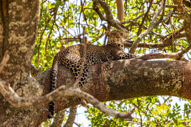 istock Leopard in Serengeti National Park 1571867690