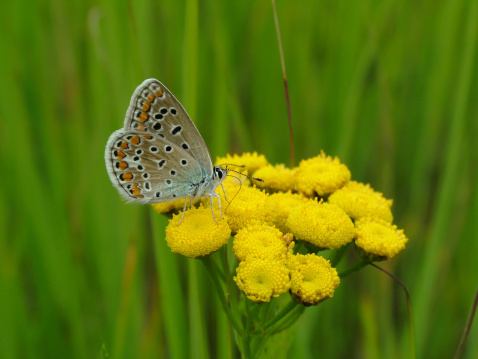 A Butterfly melanargia galathea on the grass in a field